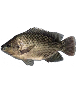 Cá rô phi